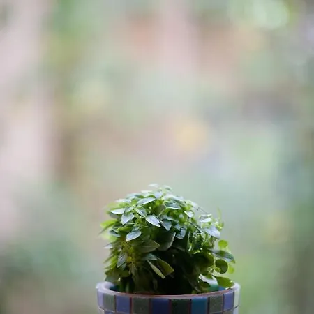 Katerina Traditional *