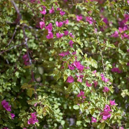 Katerina Traditional